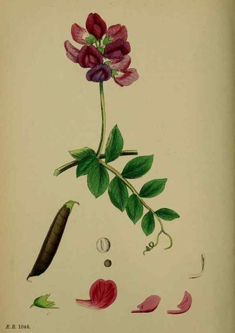 Reproducción/Reproduction 48716931318: English botany, or, Coloured figures of British plants /. London :R. Hardwicke,1863-1886.. 