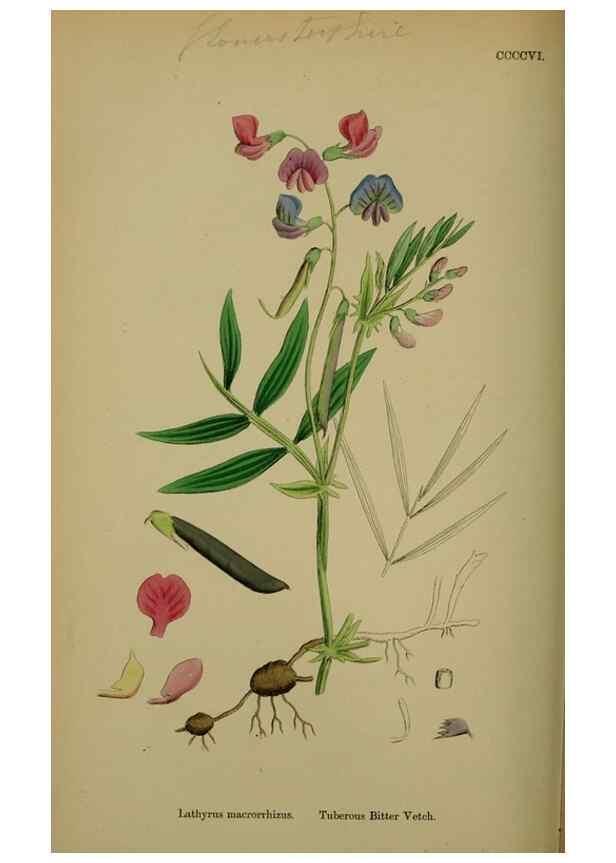 Reproducción/Reproduction 48717438527: English botany, or, Coloured figures of British plants /. London :R. Hardwicke,1863-1886.. 
