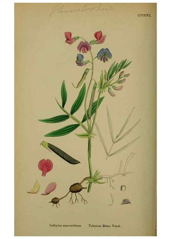 Reproducción/Reproduction 48717438527: English botany, or, Coloured figures of British plants /. London :R. Hardwicke,1863-1886.. 