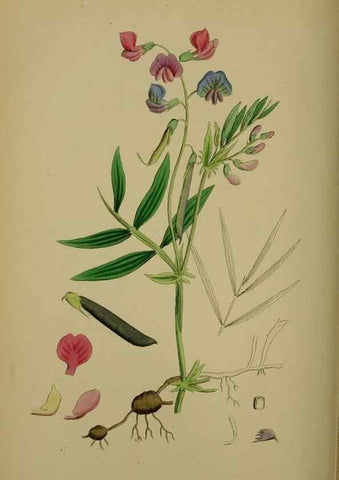 Reproducción/Reproduction 48717438527: English botany, or, Coloured figures of British plants /. London :R. Hardwicke,1863-1886.. 