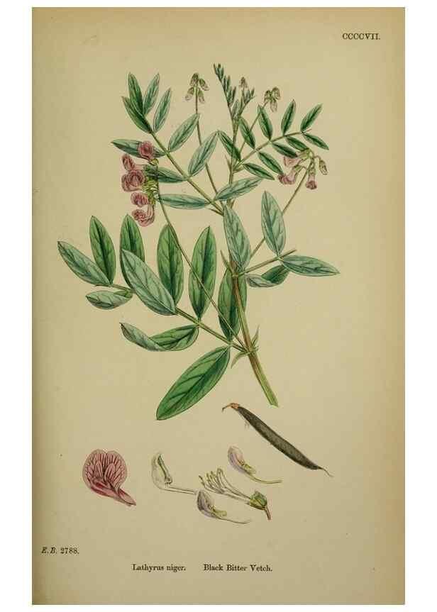 Reproducción/Reproduction 48717438787: English botany, or, Coloured figures of British plants /. London :R. Hardwicke,1863-1886.. 