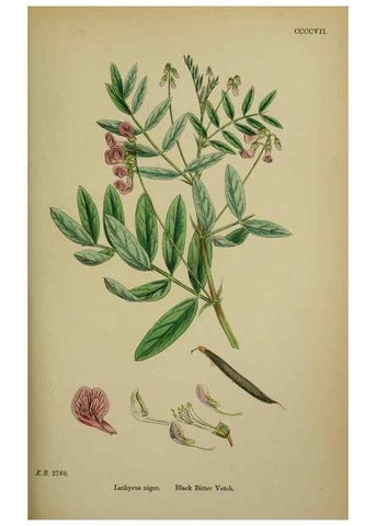 Reproducción/Reproduction 48717438787: English botany, or, Coloured figures of British plants /. London :R. Hardwicke,1863-1886.. 