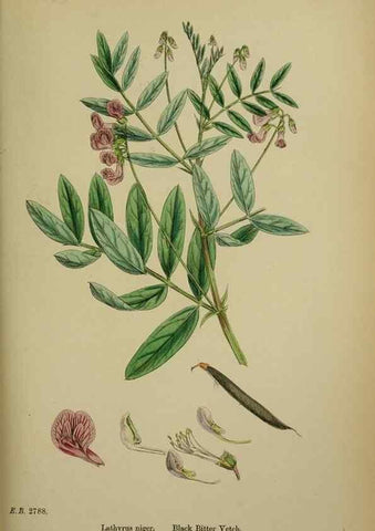 Reproducción/Reproduction 48717438787: English botany, or, Coloured figures of British plants /. London :R. Hardwicke,1863-1886.. 
