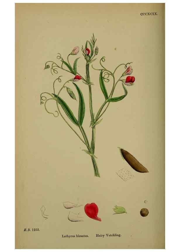 Reproducción/Reproduction 48717436142: English botany, or, Coloured figures of British plants /. London :R. Hardwicke,1863-1886.. 