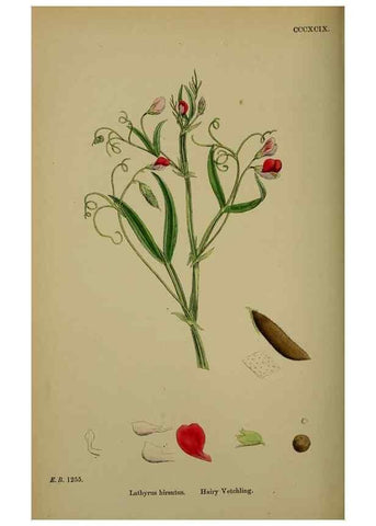 Reproducción/Reproduction 48717436142: English botany, or, Coloured figures of British plants /. London :R. Hardwicke,1863-1886.. 