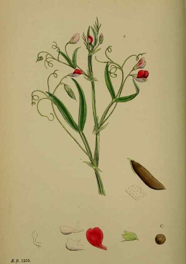 Reproducción/Reproduction 48717436142: English botany, or, Coloured figures of British plants /. London :R. Hardwicke,1863-1886.. 