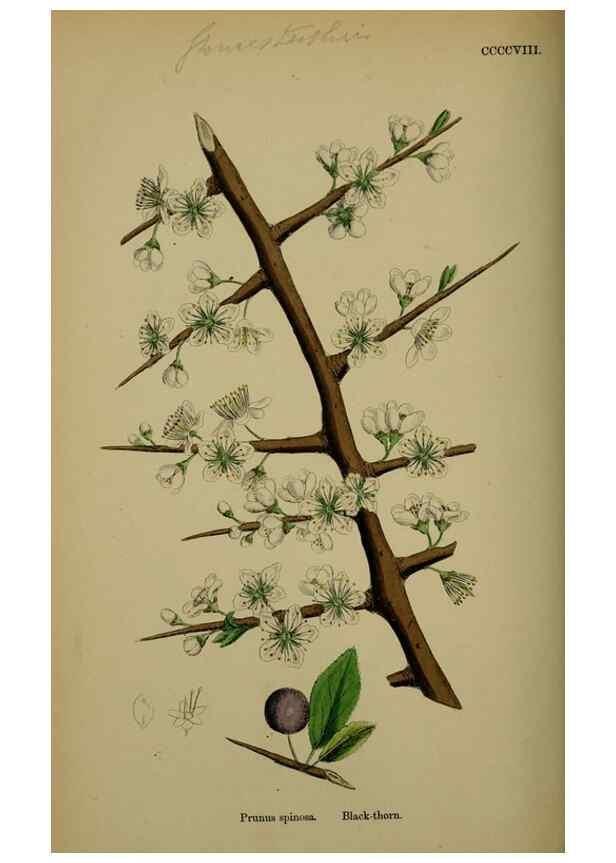 Reproducción/Reproduction 48716932198: English botany, or, Coloured figures of British plants /. London :R. Hardwicke,1863-1886.. 