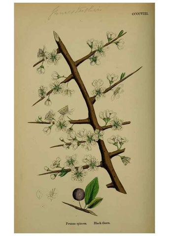 Reproducción/Reproduction 48716932198: English botany, or, Coloured figures of British plants /. London :R. Hardwicke,1863-1886.. 