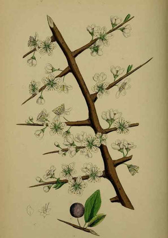 Reproducción/Reproduction 48716932198: English botany, or, Coloured figures of British plants /. London :R. Hardwicke,1863-1886.. 