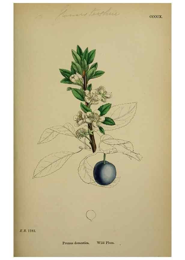 Reproducción/Reproduction 48717439892: English botany, or, Coloured figures of British plants /. London :R. Hardwicke,1863-1886.. 