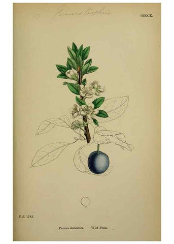 Reproducción/Reproduction 48717439892: English botany, or, Coloured figures of British plants /. London :R. Hardwicke,1863-1886.. 