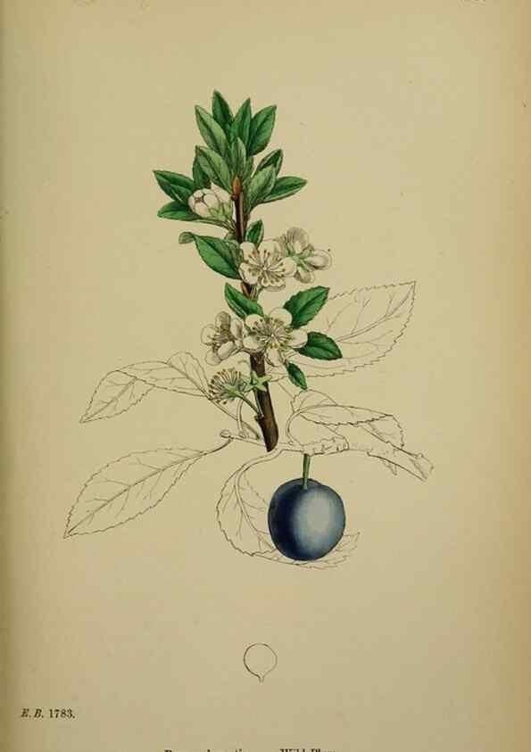 Reproducción/Reproduction 48717439892: English botany, or, Coloured figures of British plants /. London :R. Hardwicke,1863-1886.. 