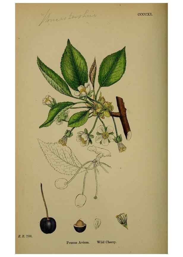 Reproducción/Reproduction 48717270126: English botany, or, Coloured figures of British plants /. London :R. Hardwicke,1863-1886.. 