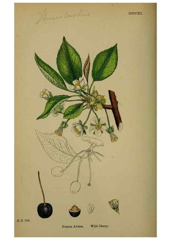Reproducción/Reproduction 48717270126: English botany, or, Coloured figures of British plants /. London :R. Hardwicke,1863-1886.. 