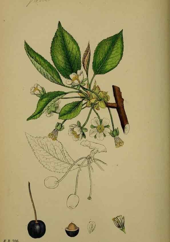 Reproducción/Reproduction 48717270126: English botany, or, Coloured figures of British plants /. London :R. Hardwicke,1863-1886.. 
