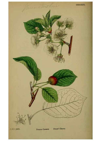 Reproducción/Reproduction 48717270596: English botany, or, Coloured figures of British plants /. London :R. Hardwicke,1863-1886.. 