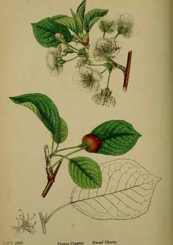 Reproducción/Reproduction 48717270596: English botany, or, Coloured figures of British plants /. London :R. Hardwicke,1863-1886.. 