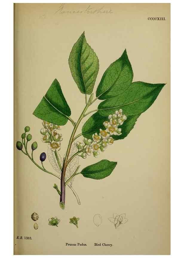 Reproducción/Reproduction 48716933918: English botany, or, Coloured figures of British plants /. London :R. Hardwicke,1863-1886.. 