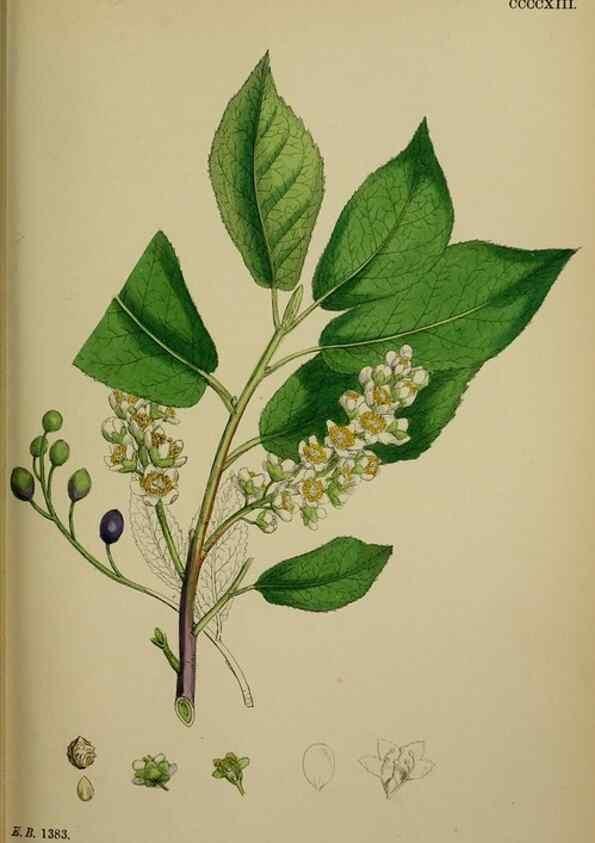 Reproducción/Reproduction 48716933918: English botany, or, Coloured figures of British plants /. London :R. Hardwicke,1863-1886.. 