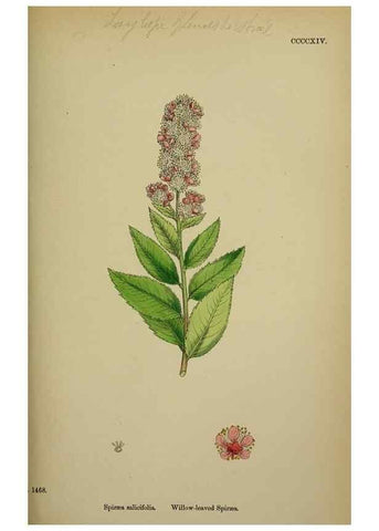 Reproducción/Reproduction 48716934198: English botany, or, Coloured figures of British plants /. London :R. Hardwicke,1863-1886.. 