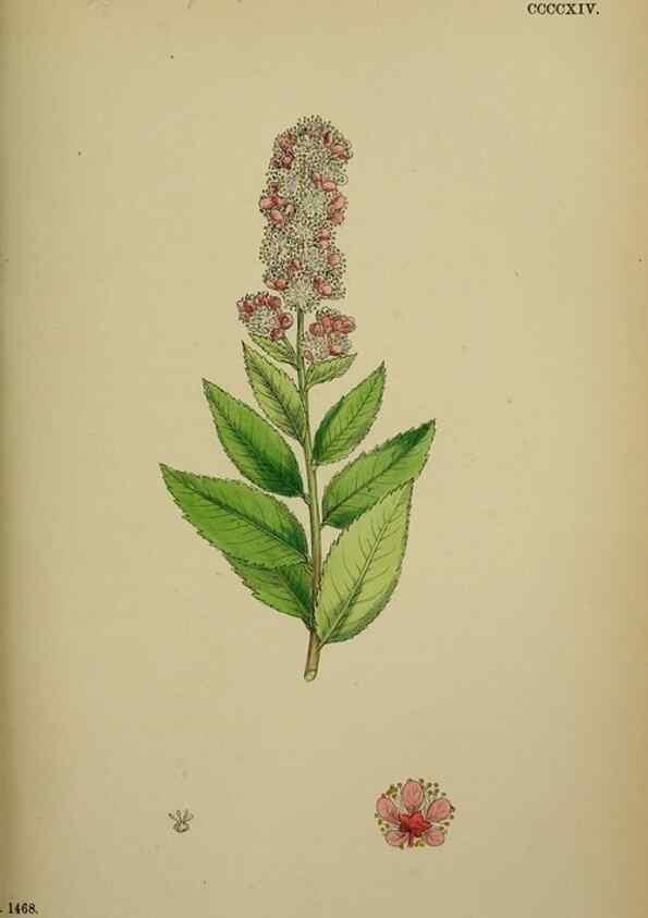 Reproducción/Reproduction 48716934198: English botany, or, Coloured figures of British plants /. London :R. Hardwicke,1863-1886.. 