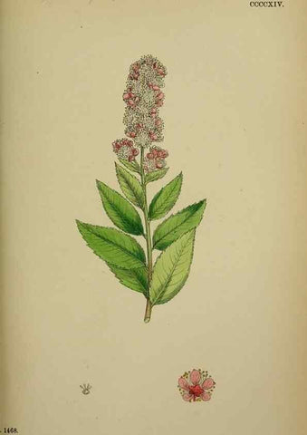 Reproducción/Reproduction 48716934198: English botany, or, Coloured figures of British plants /. London :R. Hardwicke,1863-1886.. 