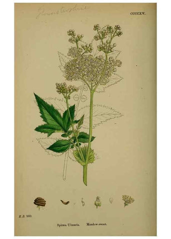 Reproducción/Reproduction 48717271536: English botany, or, Coloured figures of British plants /. London :R. Hardwicke,1863-1886.. 
