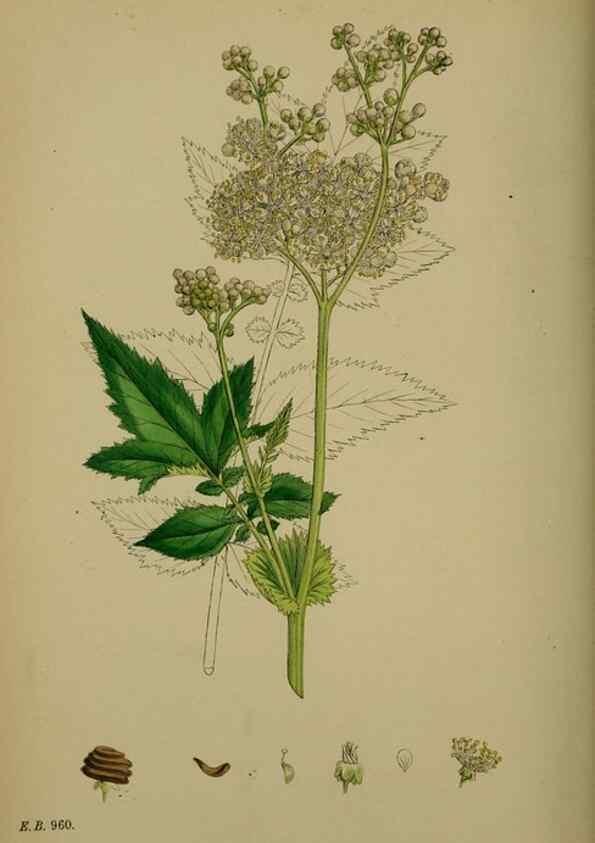 Reproducción/Reproduction 48717271536: English botany, or, Coloured figures of British plants /. London :R. Hardwicke,1863-1886.. 