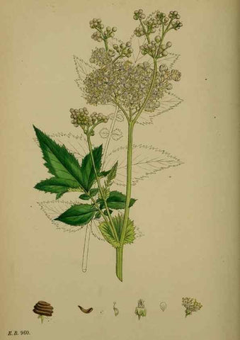 Reproducción/Reproduction 48717271536: English botany, or, Coloured figures of British plants /. London :R. Hardwicke,1863-1886.. 