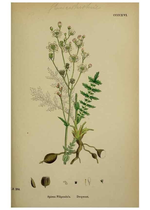 Reproducción/Reproduction 48717271876: English botany, or, Coloured figures of British plants /. London :R. Hardwicke,1863-1886.. 