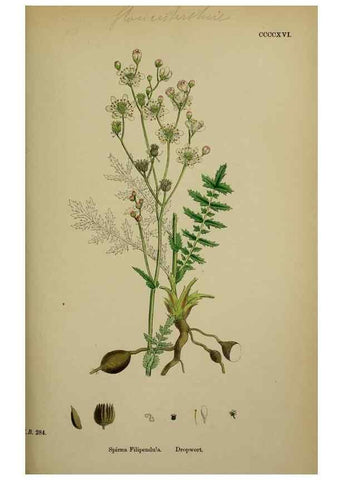 Reproducción/Reproduction 48717271876: English botany, or, Coloured figures of British plants /. London :R. Hardwicke,1863-1886.. 