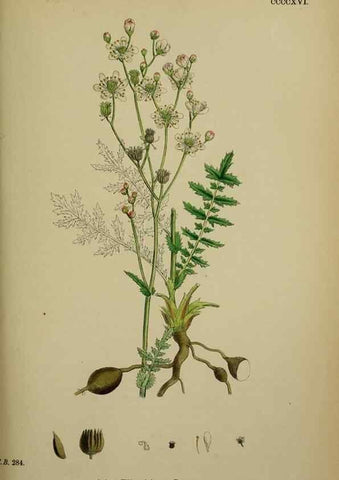 Reproducción/Reproduction 48717271876: English botany, or, Coloured figures of British plants /. London :R. Hardwicke,1863-1886.. 