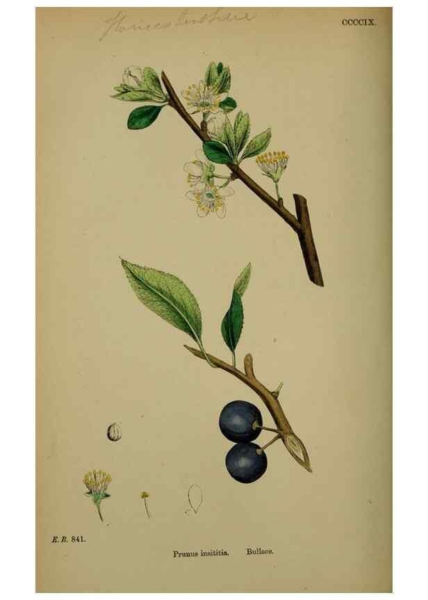 Reproducción/Reproduction 48717439637: English botany, or, Coloured figures of British plants /. London :R. Hardwicke,1863-1886.. 