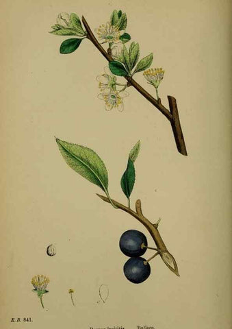 Reproducción/Reproduction 48717439637: English botany, or, Coloured figures of British plants /. London :R. Hardwicke,1863-1886.. 