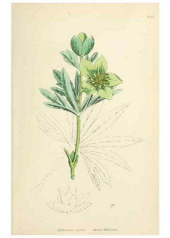 Reproducción/Reproduction 48716812308: English botany, or, Coloured figures of British plants /. London :R. Hardwicke,1863-1886.. 