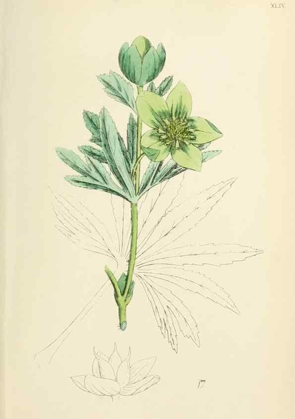 Reproducción/Reproduction 48716812308: English botany, or, Coloured figures of British plants /. London :R. Hardwicke,1863-1886.. 