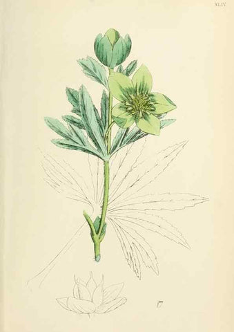 Reproducción/Reproduction 48716812308: English botany, or, Coloured figures of British plants /. London :R. Hardwicke,1863-1886.. 