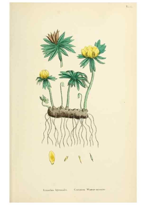Reproducción/Reproduction 48717147711: English botany, or, Coloured figures of British plants /. London :R. Hardwicke,1863-1886.. 