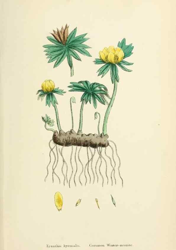 Reproducción/Reproduction 48717147711: English botany, or, Coloured figures of British plants /. London :R. Hardwicke,1863-1886.. 