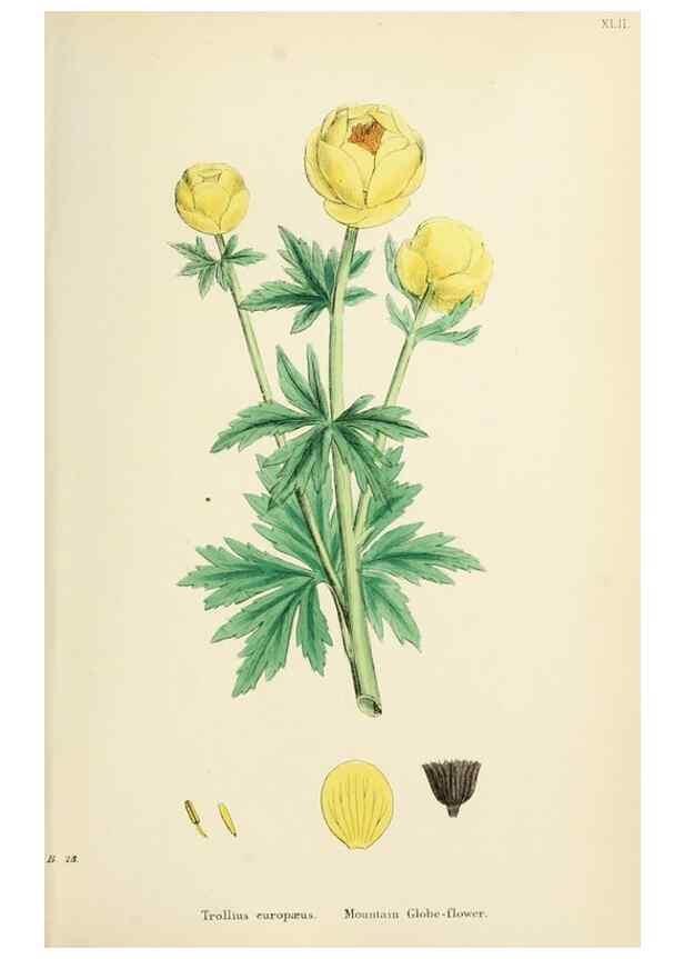 Reproducción/Reproduction 48717147356: English botany, or, Coloured figures of British plants /. London :R. Hardwicke,1863-1886.. 