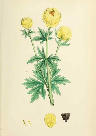 Reproducción/Reproduction 48717147356: English botany, or, Coloured figures of British plants /. London :R. Hardwicke,1863-1886.. 