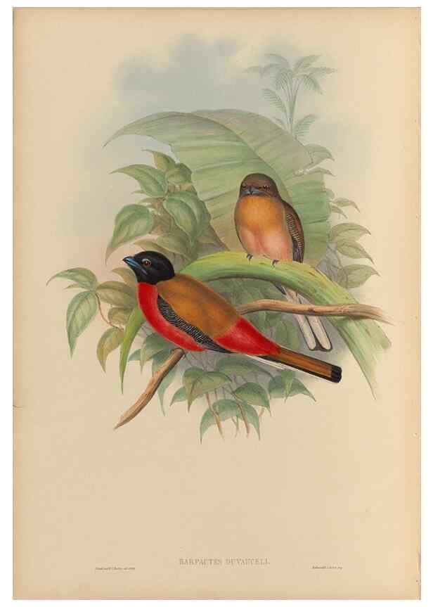 Reproducción/Reproduction 48706461822: A monograph of the Trogonidae or family of trogons.. London,1858-1875.. 