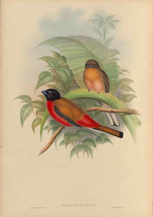 Reproducción/Reproduction 48706461822: A monograph of the Trogonidae or family of trogons.. London,1858-1875.. 