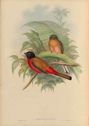 Reproducción/Reproduction 48706461822: A monograph of the Trogonidae or family of trogons.. London,1858-1875.. 
