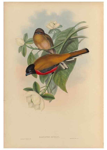 Reproducción/Reproduction 48706295291: A monograph of the Trogonidae or family of trogons.. London,1858-1875.. 