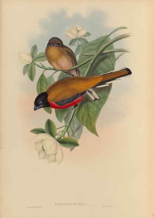 Reproducción/Reproduction 48706295291: A monograph of the Trogonidae or family of trogons.. London,1858-1875.. 