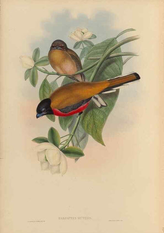 Reproducción/Reproduction 48706295291: A monograph of the Trogonidae or family of trogons.. London,1858-1875.. 