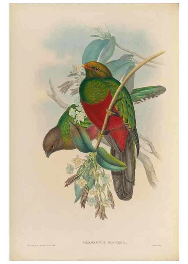 Reproducción/Reproduction 48706318786: A monograph of the Trogonidae or family of trogons.. London,1858-1875.. 