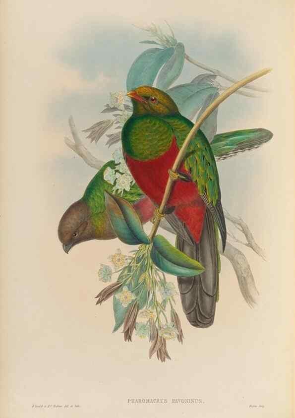 Reproducción/Reproduction 48706318786: A monograph of the Trogonidae or family of trogons.. London,1858-1875.. 
