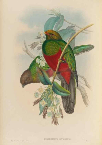 Reproducción/Reproduction 48706318786: A monograph of the Trogonidae or family of trogons.. London,1858-1875.. 